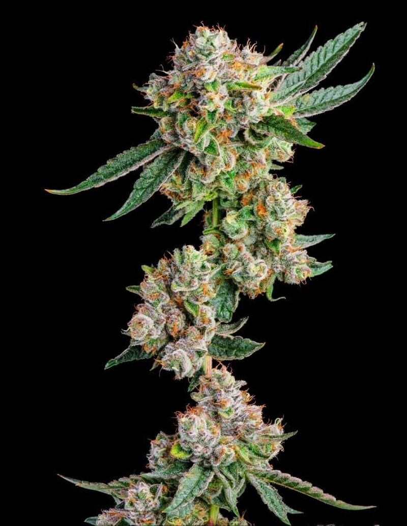 Glue 31, Фасовка: 7